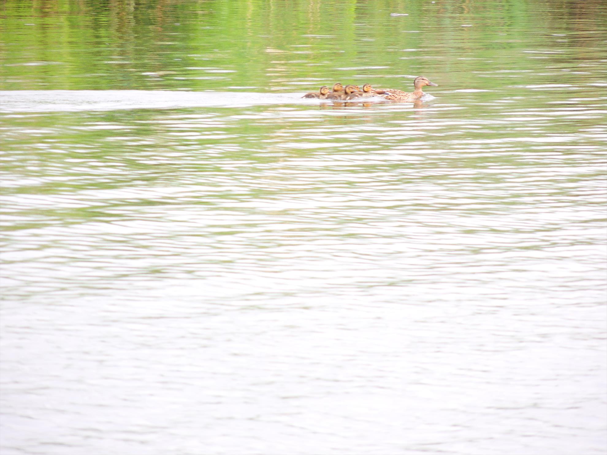 Tancabesti 14 - 16 iunie 2015 - dscn6820.JPG